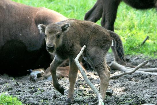 Wisent Kalb Wildpark Alte Fasanerie Klein Auheim 2015