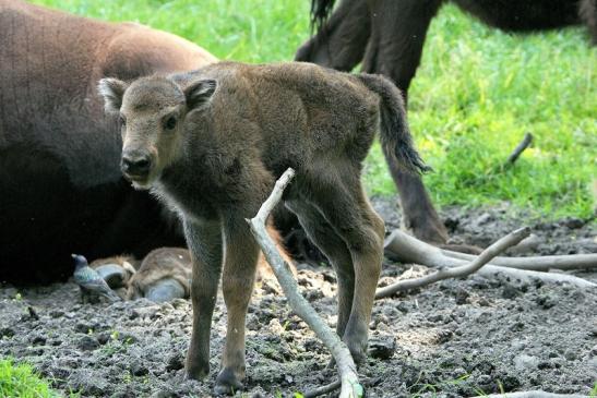 Wisent Kalb Wildpark Alte Fasanerie Klein Auheim 2015