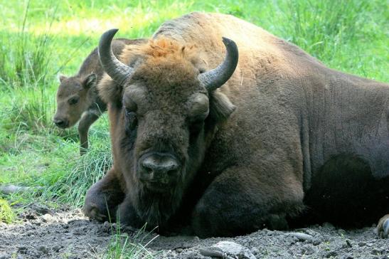 Wisent Bulle Wildpark Alte Fasanerie Klein Auheim 2015