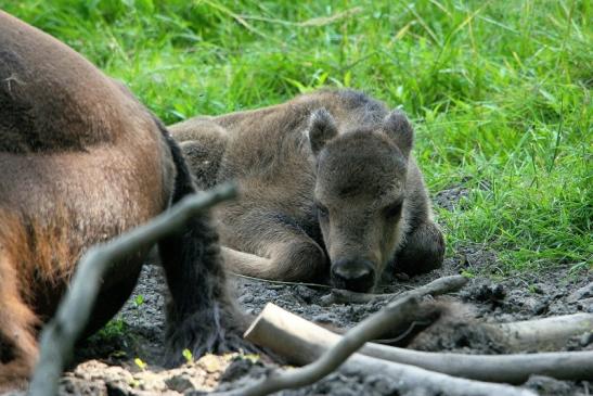 Wisent Kalb Wildpark Alte Fasanerie Klein Auheim 2015