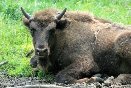 Wisent Wildpark Alte Fasanerie Klein Auheim 2015