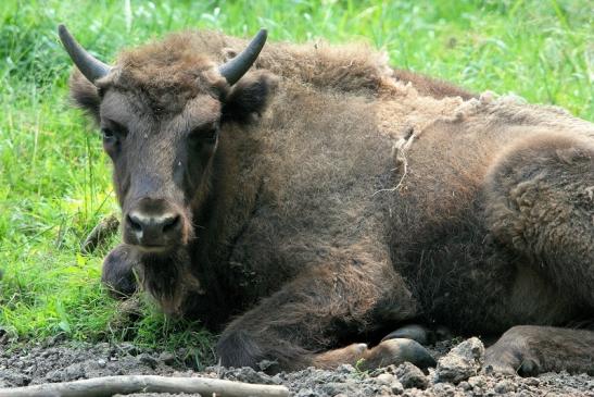 Wisent Wildpark Alte Fasanerie Klein Auheim 2015