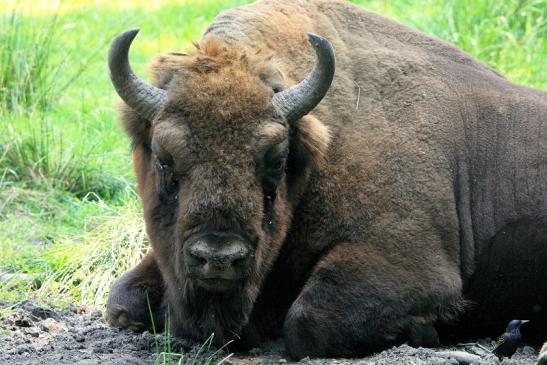 Wisent Bulle Wildpark Alte Fasanerie Klein Auheim 2015