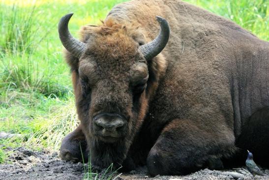 Wisent Bulle Wildpark Alte Fasanerie Klein Auheim 2015