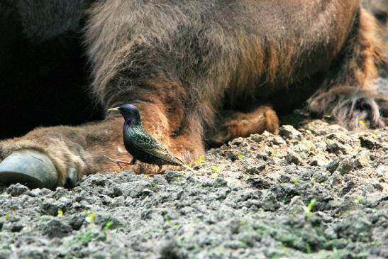 Wisent mit Star Wildpark Alte Fasanerie Klein Auheim 2015