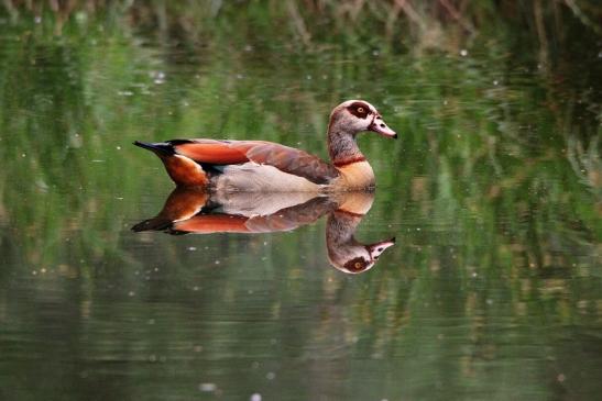 Nilgans  - Wildpark Alte Fasanerie Klein Auheim 2015