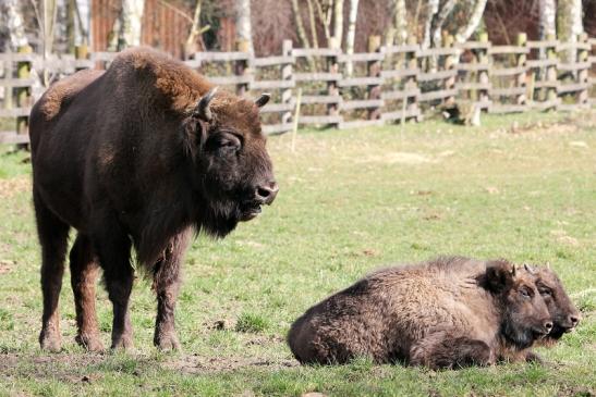 Wisent Wildpark Alte Fasanerie Klein Auheim 2015