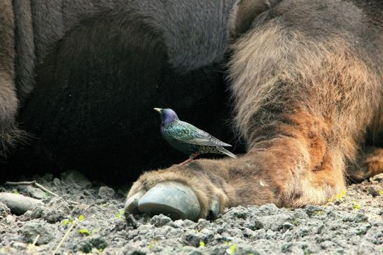 Wisent mit Star Wildpark Alte Fasanerie Klein Auheim 2015