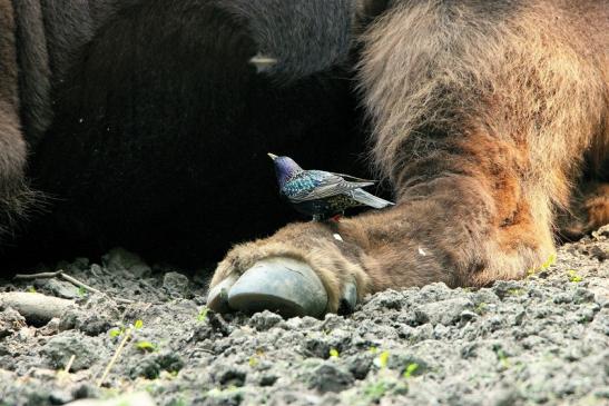 Wisent mit Star Wildpark Alte Fasanerie Klein Auheim 2015