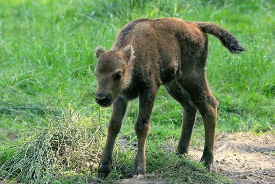 Wisent Kalb Wildpark Alte Fasanerie Klein Auheim 2015