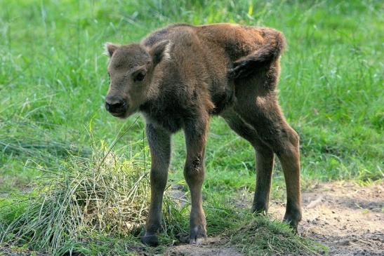 Wisent Kalb Wildpark Alte Fasanerie Klein Auheim 2015