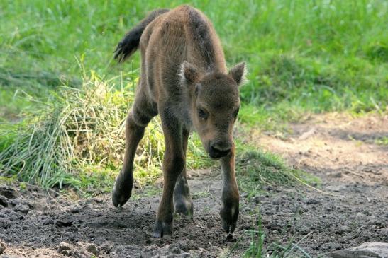 Wisent Kalb Wildpark Alte Fasanerie Klein Auheim 2015