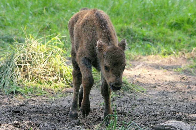 Wisent Kalb Wildpark Alte Fasanerie Klein Auheim 2015