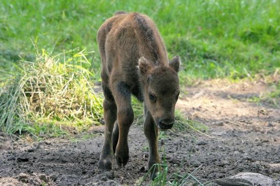 Wisent Kalb Wildpark Alte Fasanerie Klein Auheim 2015