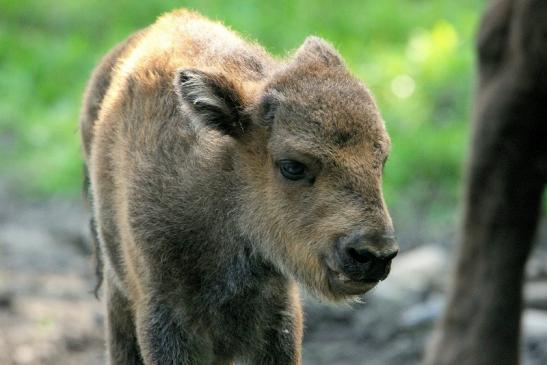 Wisent Kalb Wildpark Alte Fasanerie Klein Auheim 2015