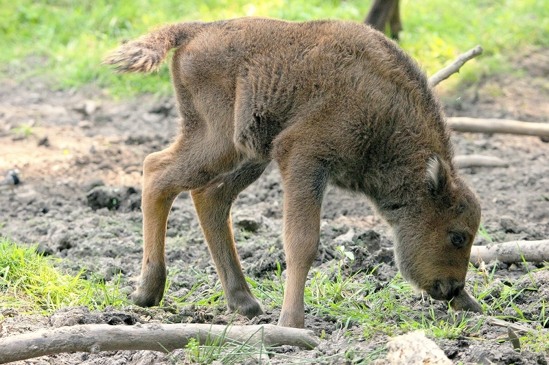 Wisent Kalb Wildpark Alte Fasanerie Klein Auheim 2015