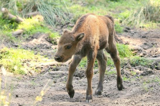 Wisent Kalb Wildpark Alte Fasanerie Klein Auheim 2015