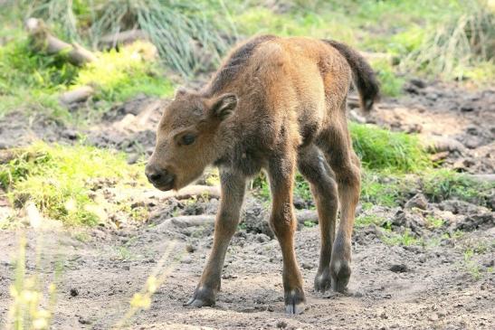 Wisent Kalb Wildpark Alte Fasanerie Klein Auheim 2015