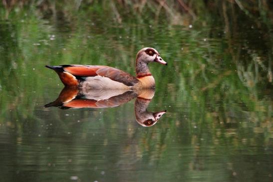 Nilgans  - Wildpark Alte Fasanerie Klein Auheim 2015