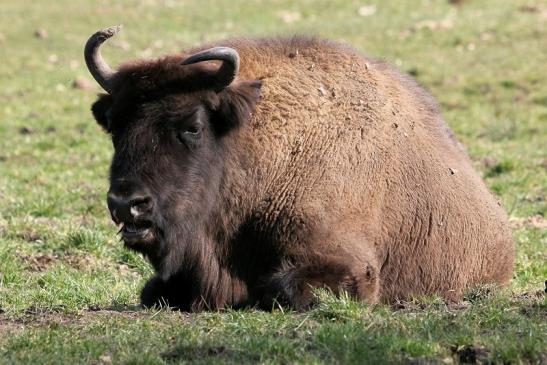 Wisent Wildpark Alte Fasanerie Klein Auheim 2015