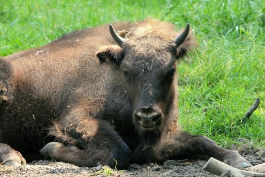 Wisent Wildpark Alte Fasanerie Klein Auheim 2015