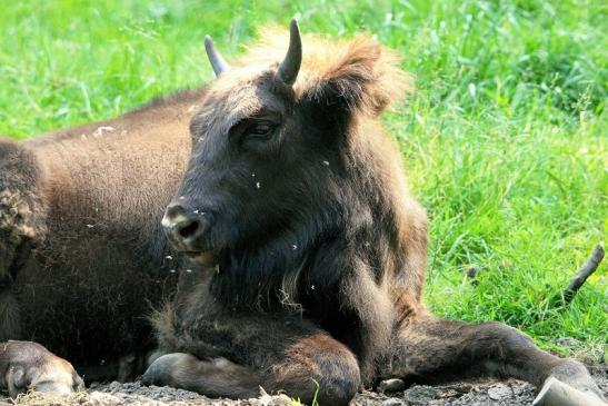 Wisent Wildpark Alte Fasanerie Klein Auheim 2015