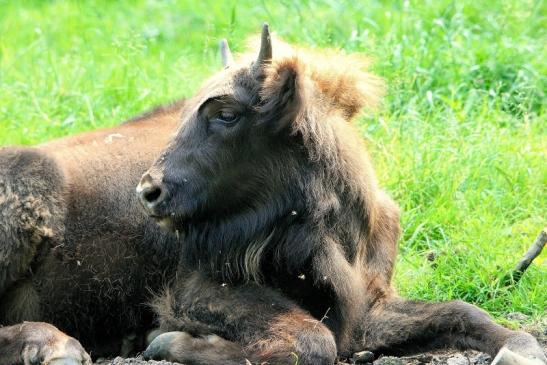 Wisent Wildpark Alte Fasanerie Klein Auheim 2015