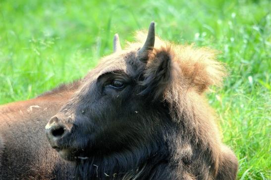 Wisent Wildpark Alte Fasanerie Klein Auheim 2015