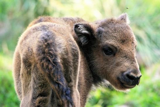 Wisent Kalb Wildpark Alte Fasanerie Klein Auheim 2015