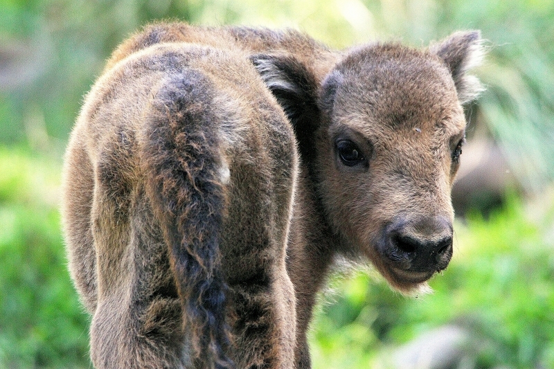 Wisent Kalb Wildpark Alte Fasanerie Klein Auheim 2015