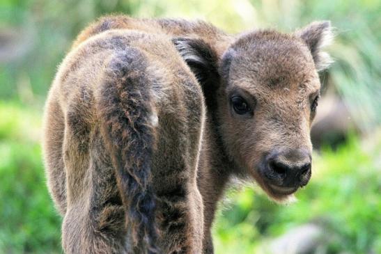 Wisent Kalb Wildpark Alte Fasanerie Klein Auheim 2015