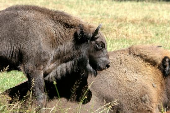 Wisent Wildpark Alte Fasanerie Klein Auheim 2015