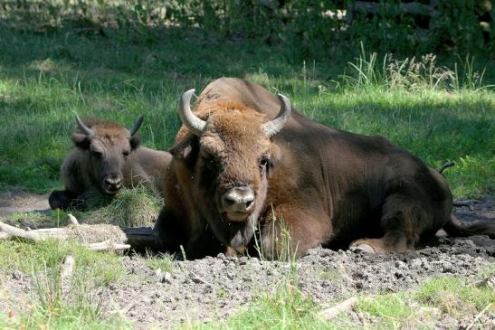 Wisent Bulle Wildpark Alte Fasanerie Klein Auheim 2015