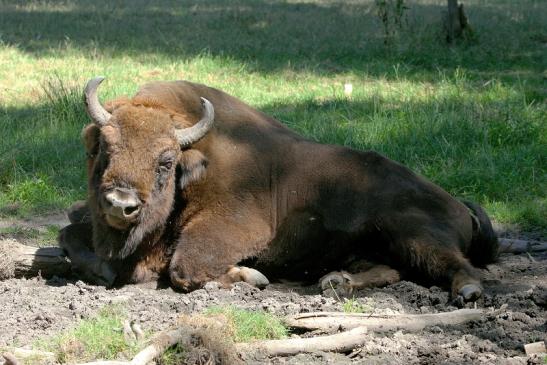 Wisent Bulle Wildpark Alte Fasanerie Klein Auheim 2015