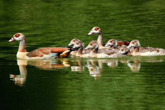 Nilgans mit Nachwuchs - Wildpark Alte Fasanerie Klein Auheim 2015