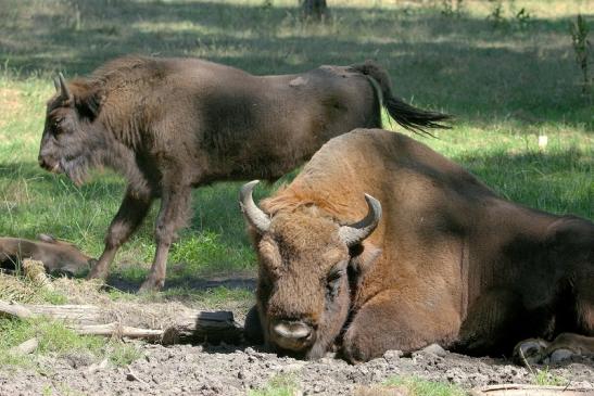 Wisent Bulle Wildpark Alte Fasanerie Klein Auheim 2015