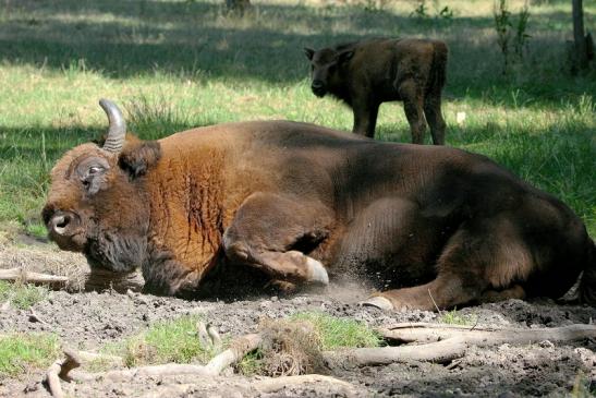 Wisent Bulle Wildpark Alte Fasanerie Klein Auheim 2015