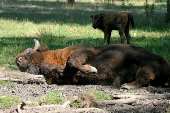 Wisent Bulle Wildpark Alte Fasanerie Klein Auheim 2015