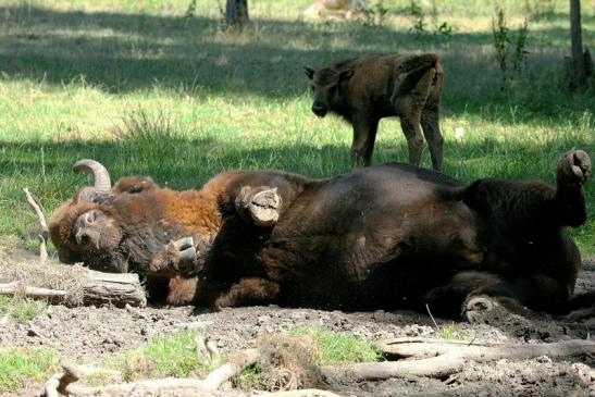 Wisent Bulle Wildpark Alte Fasanerie Klein Auheim 2015