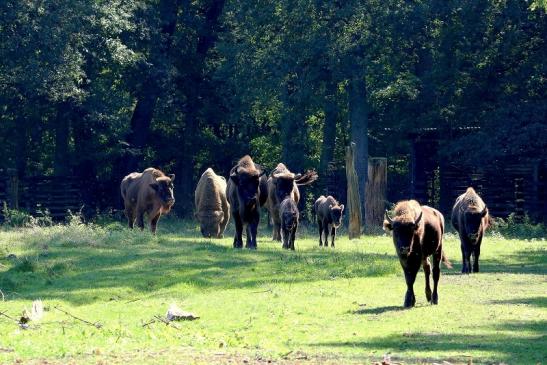 Wisent Gruppe Wildpark Alte Fasanerie Klein Auheim 2015