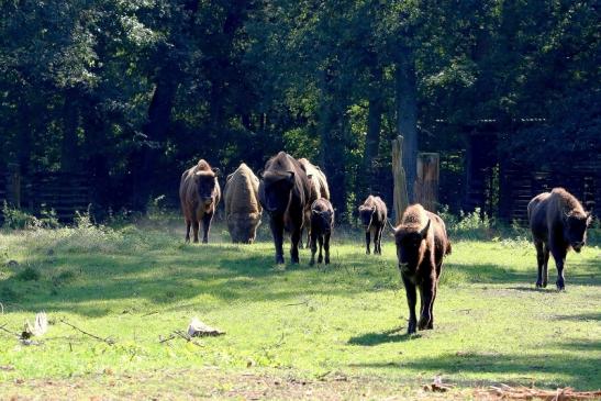 Wisent Gruppe Wildpark Alte Fasanerie Klein Auheim 2015