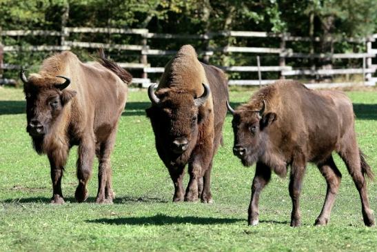 Wisent Wildpark Alte Fasanerie Klein Auheim 2015