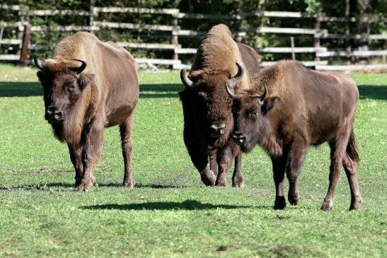 Wisent Wildpark Alte Fasanerie Klein Auheim 2015