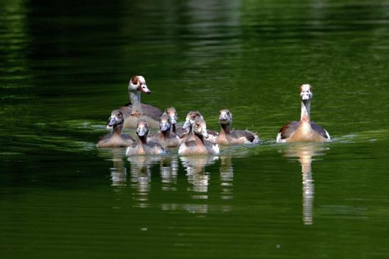 Nilgans mit Nachwuchs - Wildpark Alte Fasanerie Klein Auheim 2015