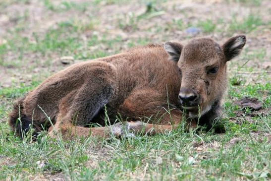 Wisent Kalb Wildpark Alte Fasanerie Klein Auheim 2015