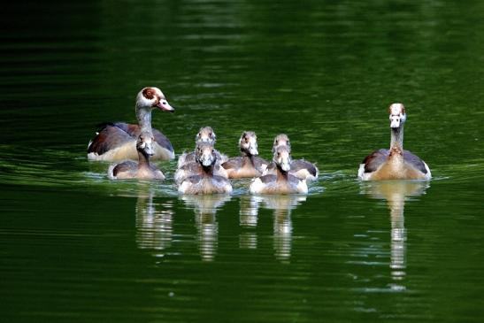 Nilgans mit Nachwuchs - Wildpark Alte Fasanerie Klein Auheim 2015