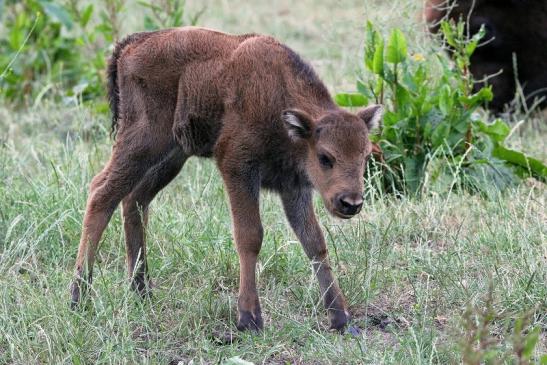 Wisent Kalb Wildpark Alte Fasanerie Klein Auheim 2015