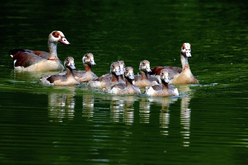 Nilgans mit Nachwuchs - Wildpark Alte Fasanerie Klein Auheim 2015