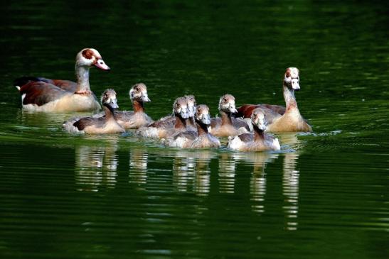 Nilgans mit Nachwuchs - Wildpark Alte Fasanerie Klein Auheim 2015