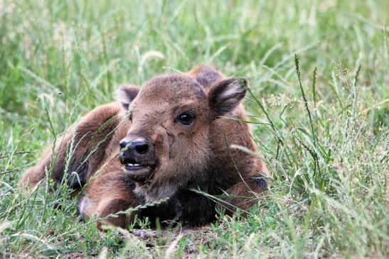 Wisent Kalb Wildpark Alte Fasanerie Klein Auheim 2015